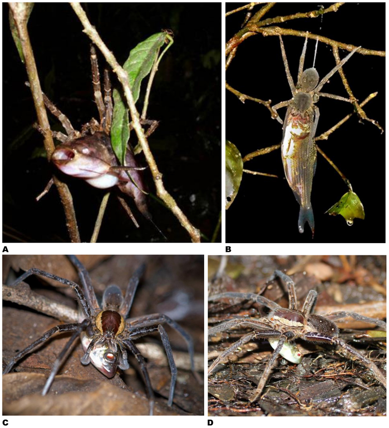 Illustration for article titled Fish-Eating Spiders Are Everywhere